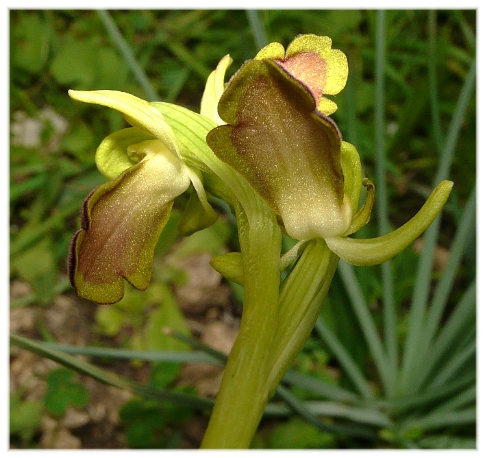 Orchis collina .......ed altro....